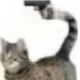 Mateito