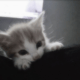6ixtycats