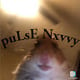 puLsE Nxvvy